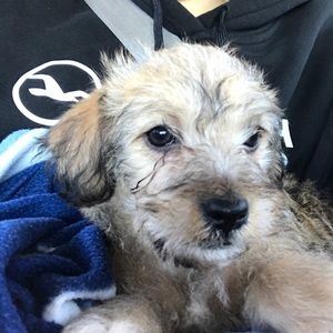 Meet your Posher, Andrew